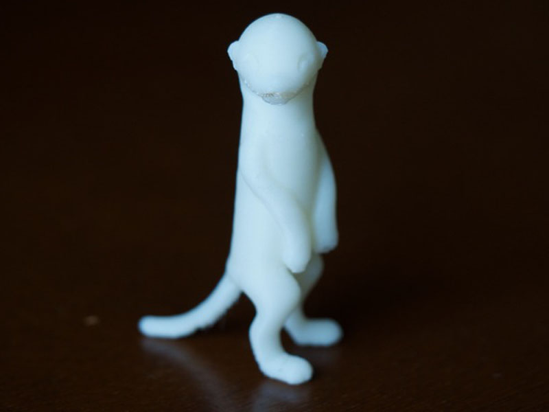 站着的猫鼬